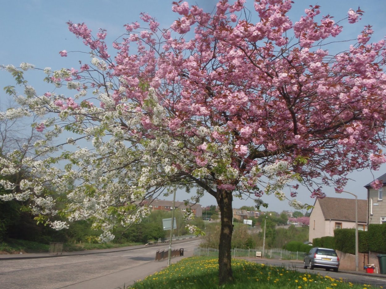 Дерево из фетра