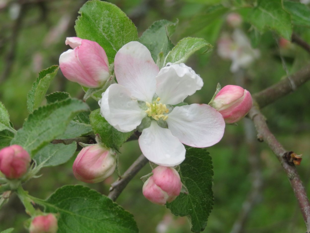 Войлочная вишня пестик цветок