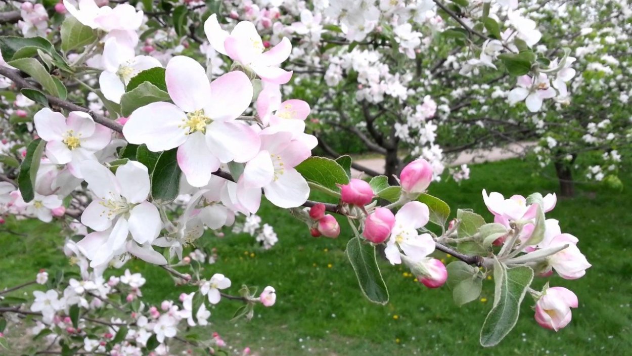 Сорт вишни тамарис