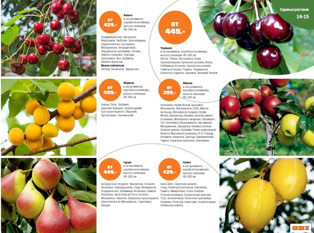 Яблоня Сахалинская Пендула