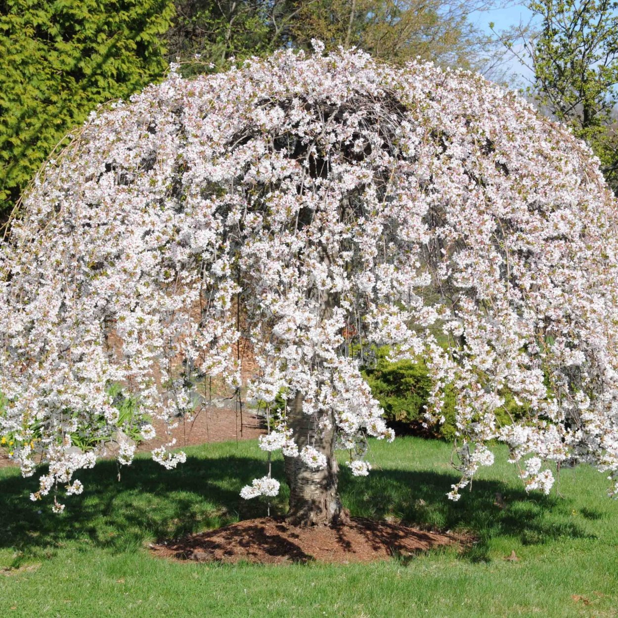 Слива цистена Prunus cistena