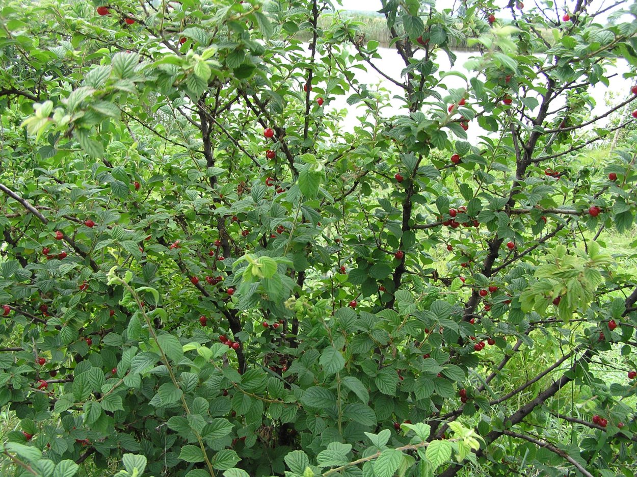 Вишня обыкновенная "Жуковская" цветение