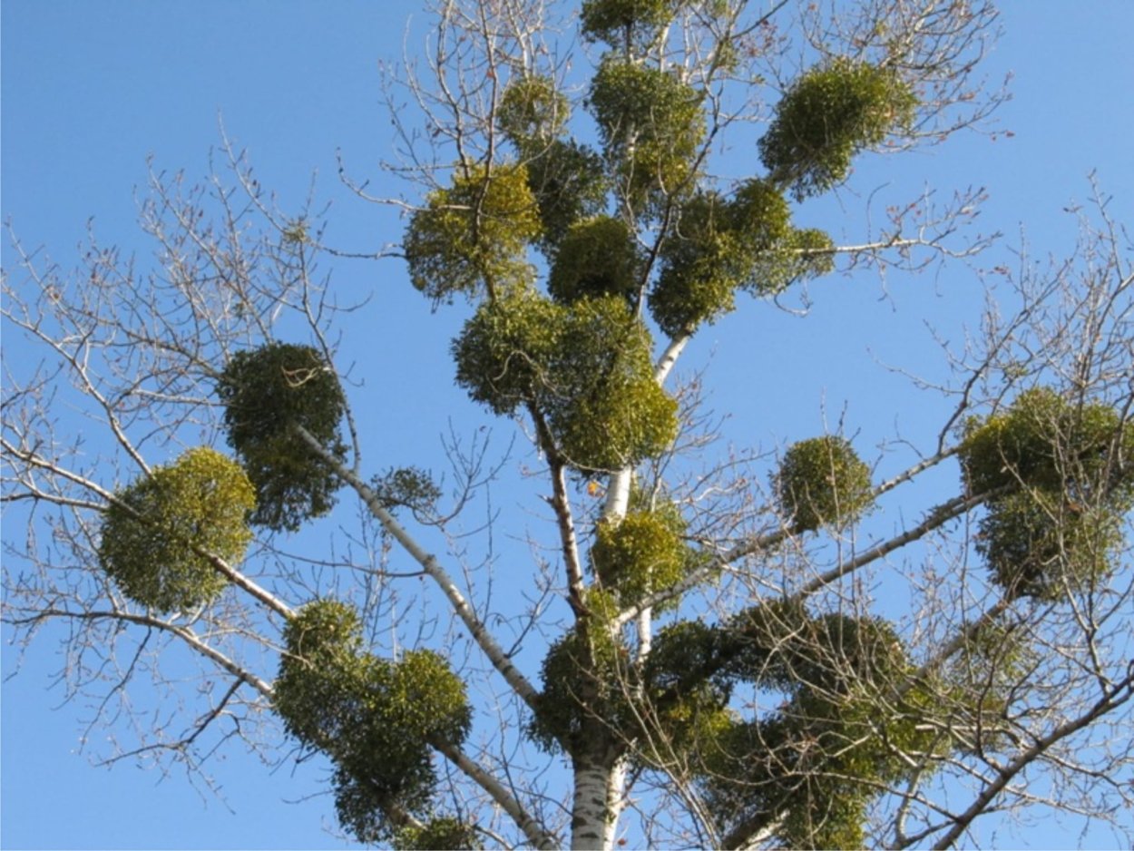 Омела растение паразит