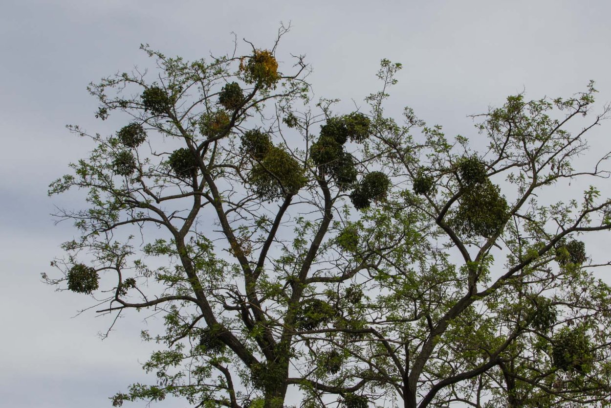 Омела паразит