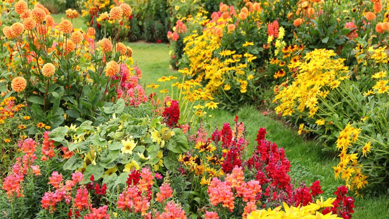 Гацания Кисс оранж Флейм