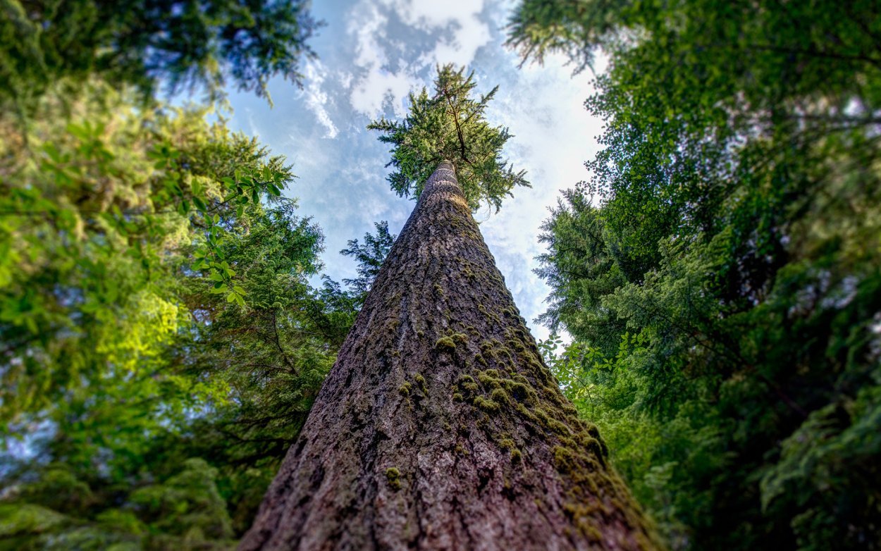 Гиперион дерево