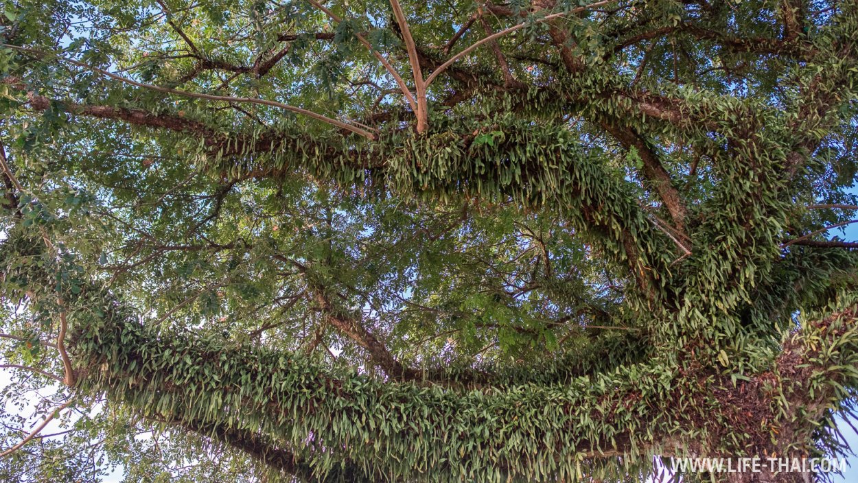 Самое лохматое дерево