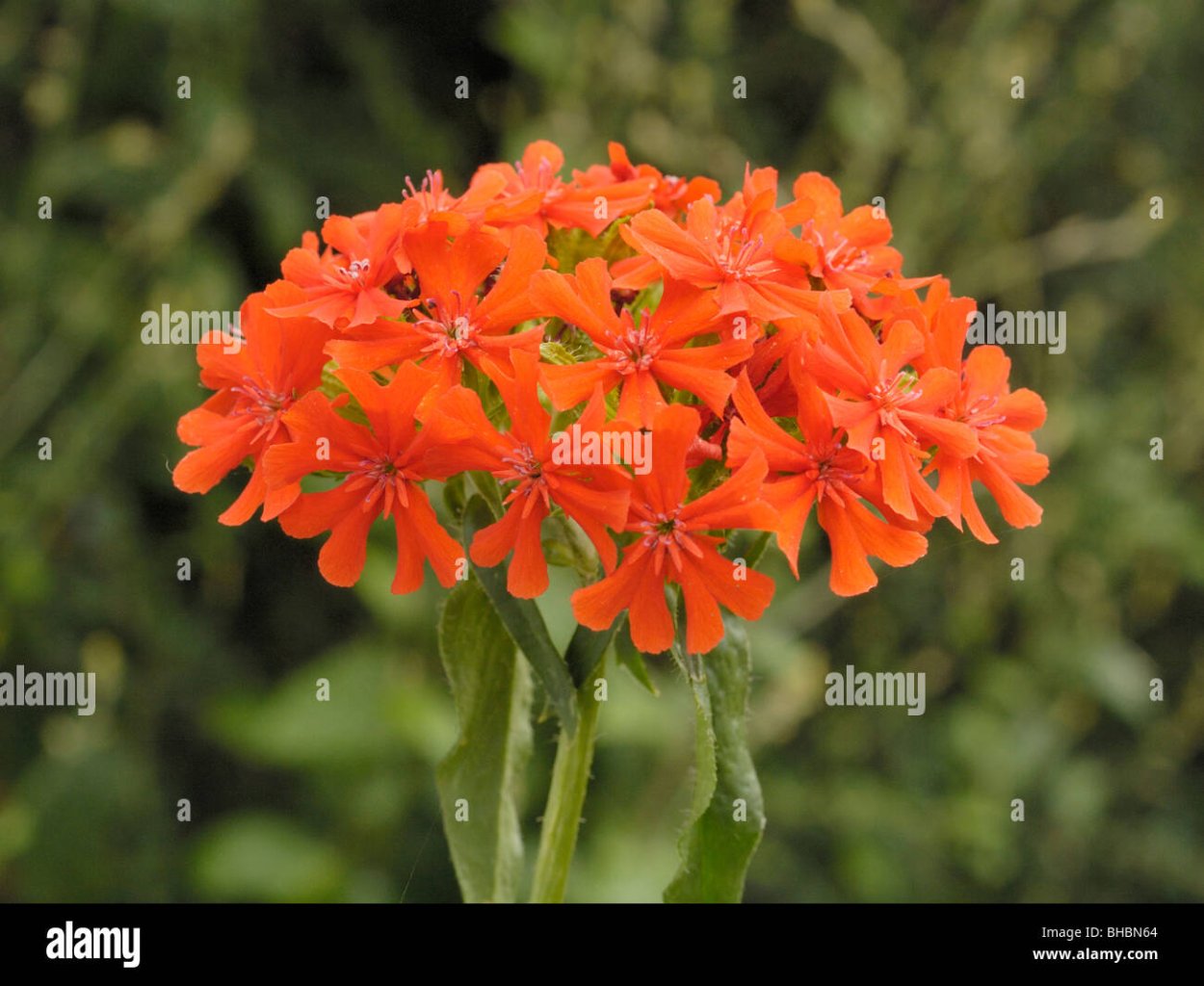 Lychnis chalcedonica иллюстрация