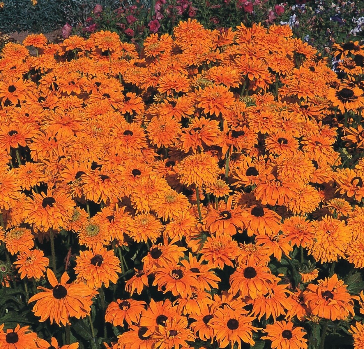 Астра оранжевая