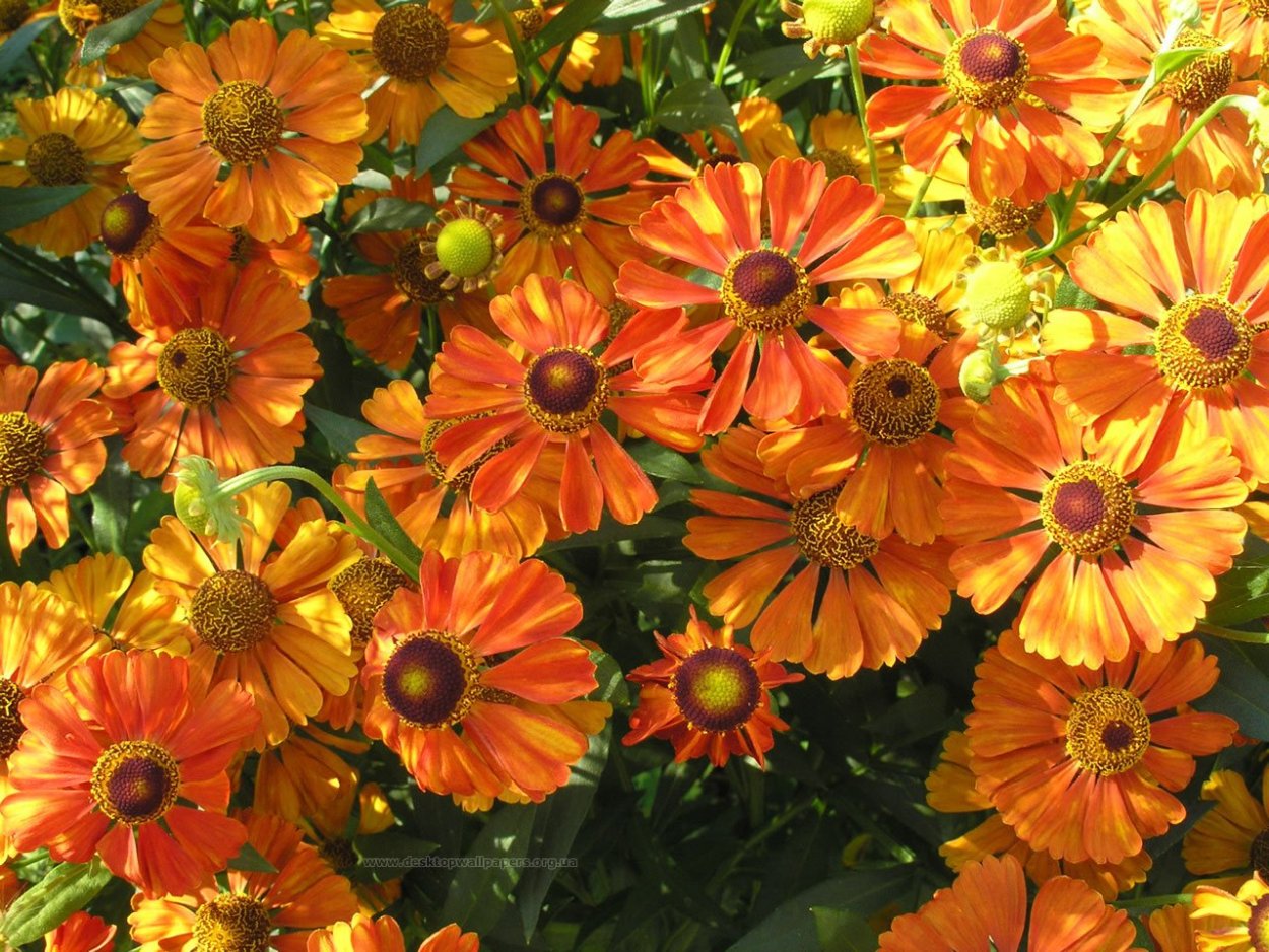 Маточник цветок оранжевый