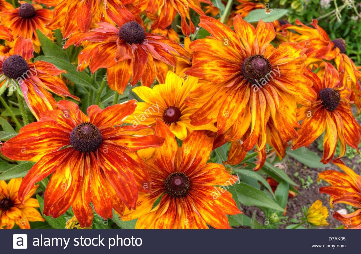 Гелениум осенний Helenium autumnale