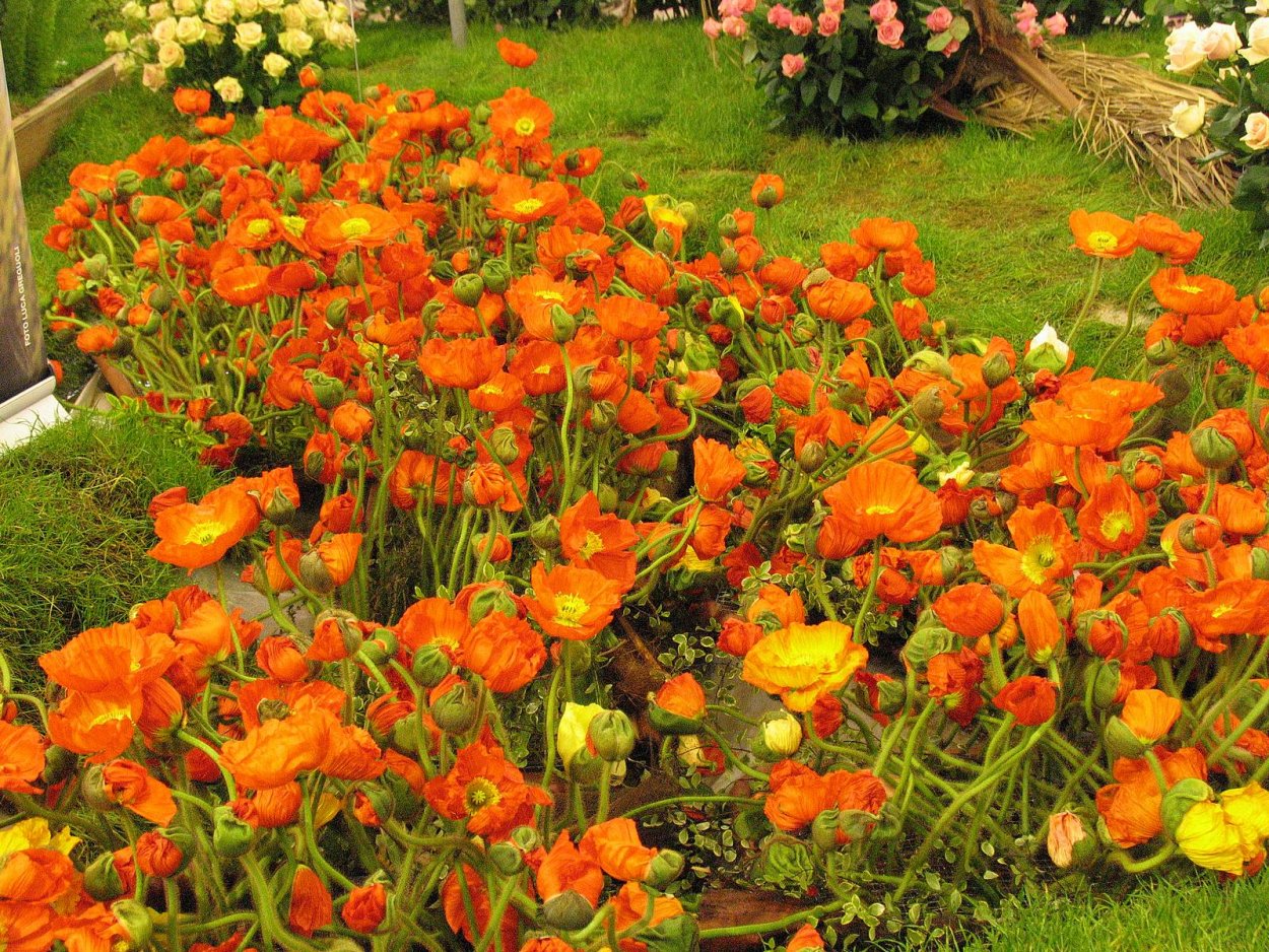 Бархатцы прямостоячие Антигуа оранж