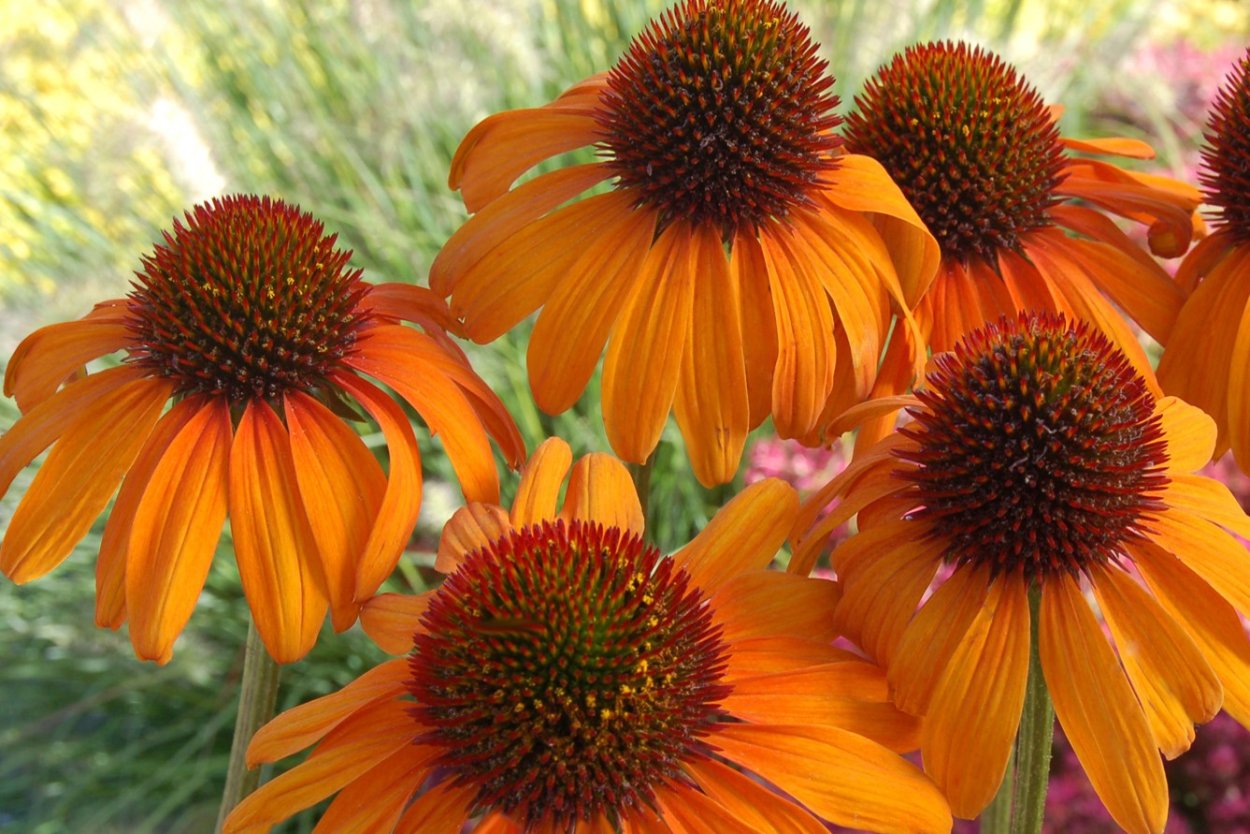 Эхинацея гибридная оранжевая