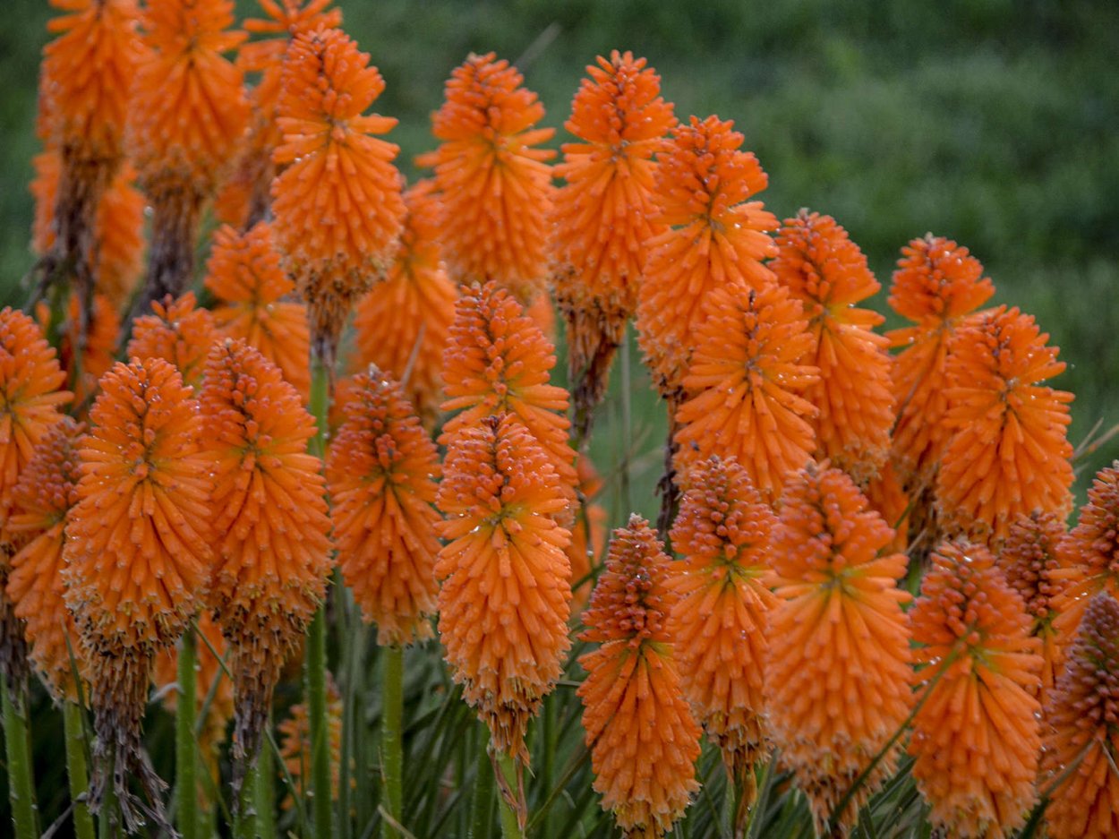 Оранжевые цветы