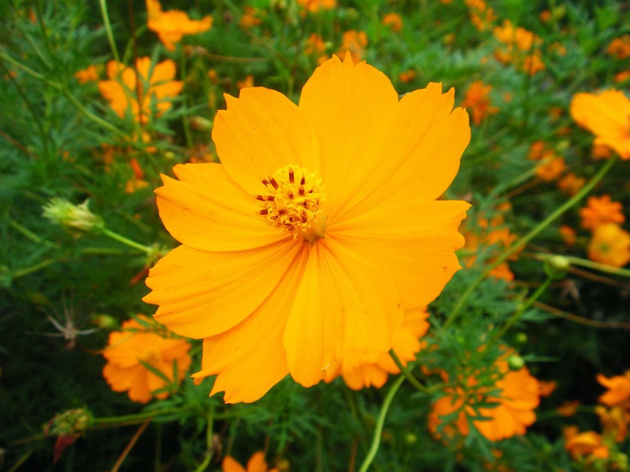 Гравилат шарлаховый