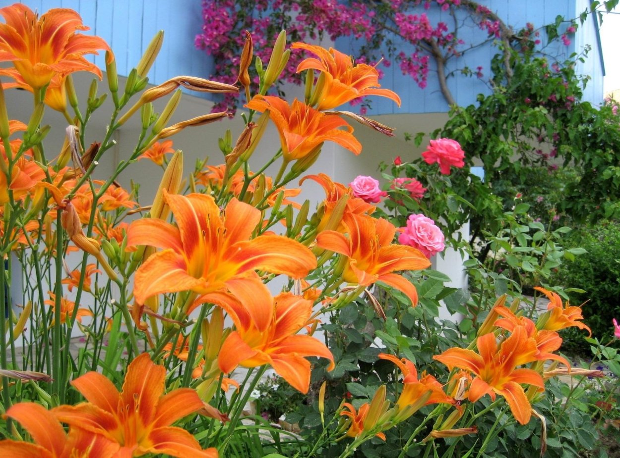 Африканская Ромашка газания