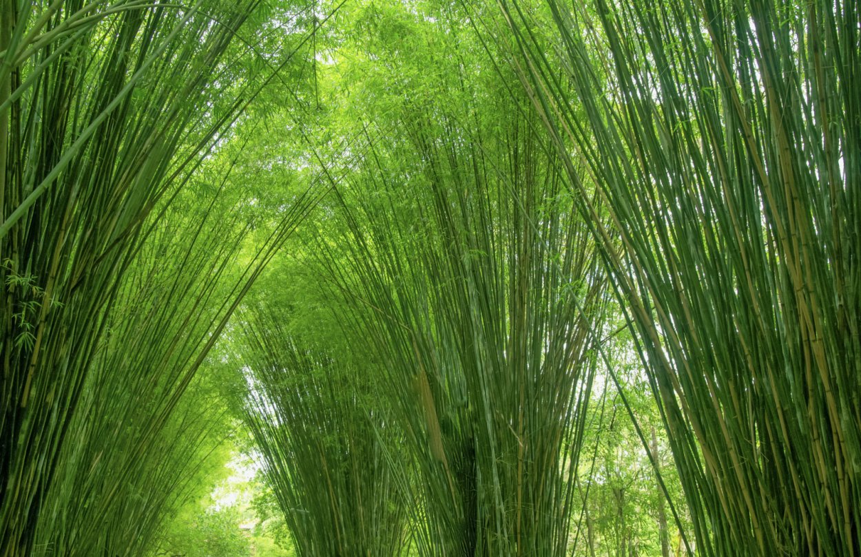 Семена бамбука Phyllostachys pubescens