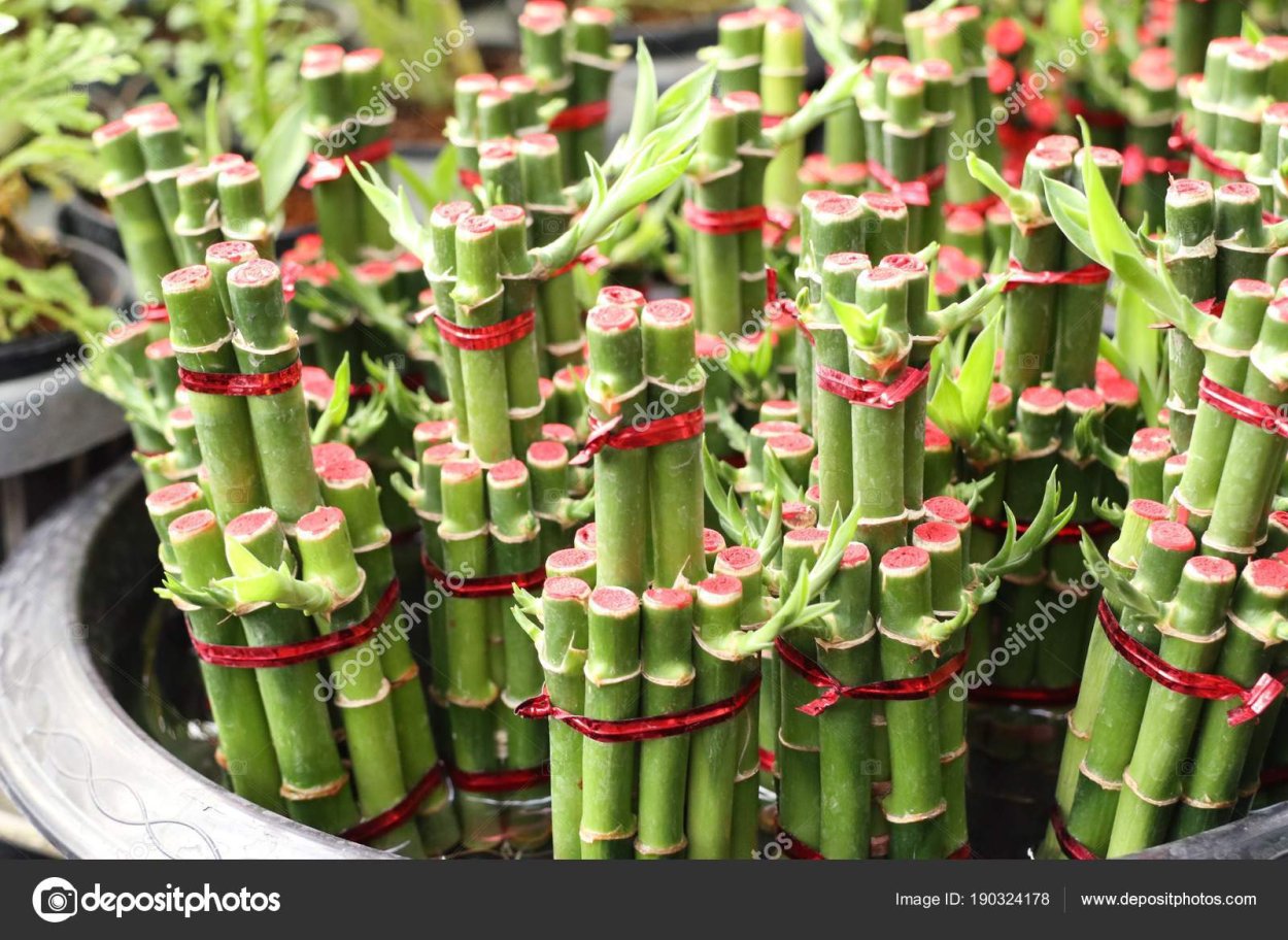 Бамбук Широшима