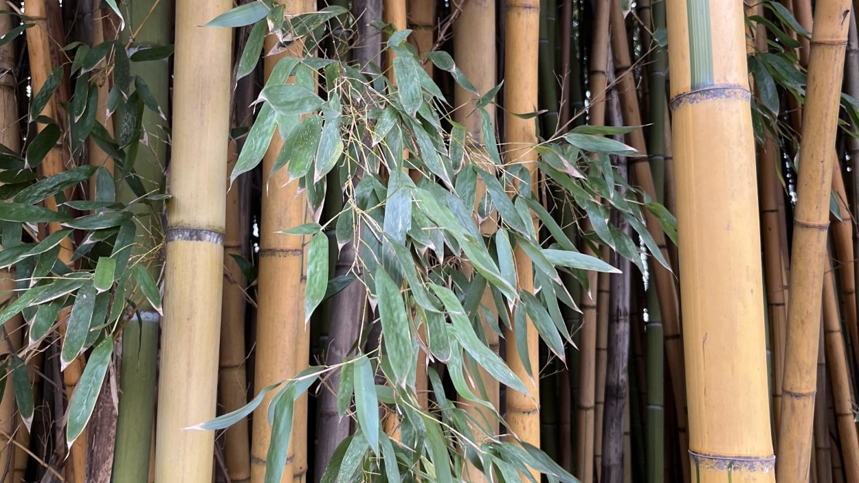 Листоколосник бамбуковый