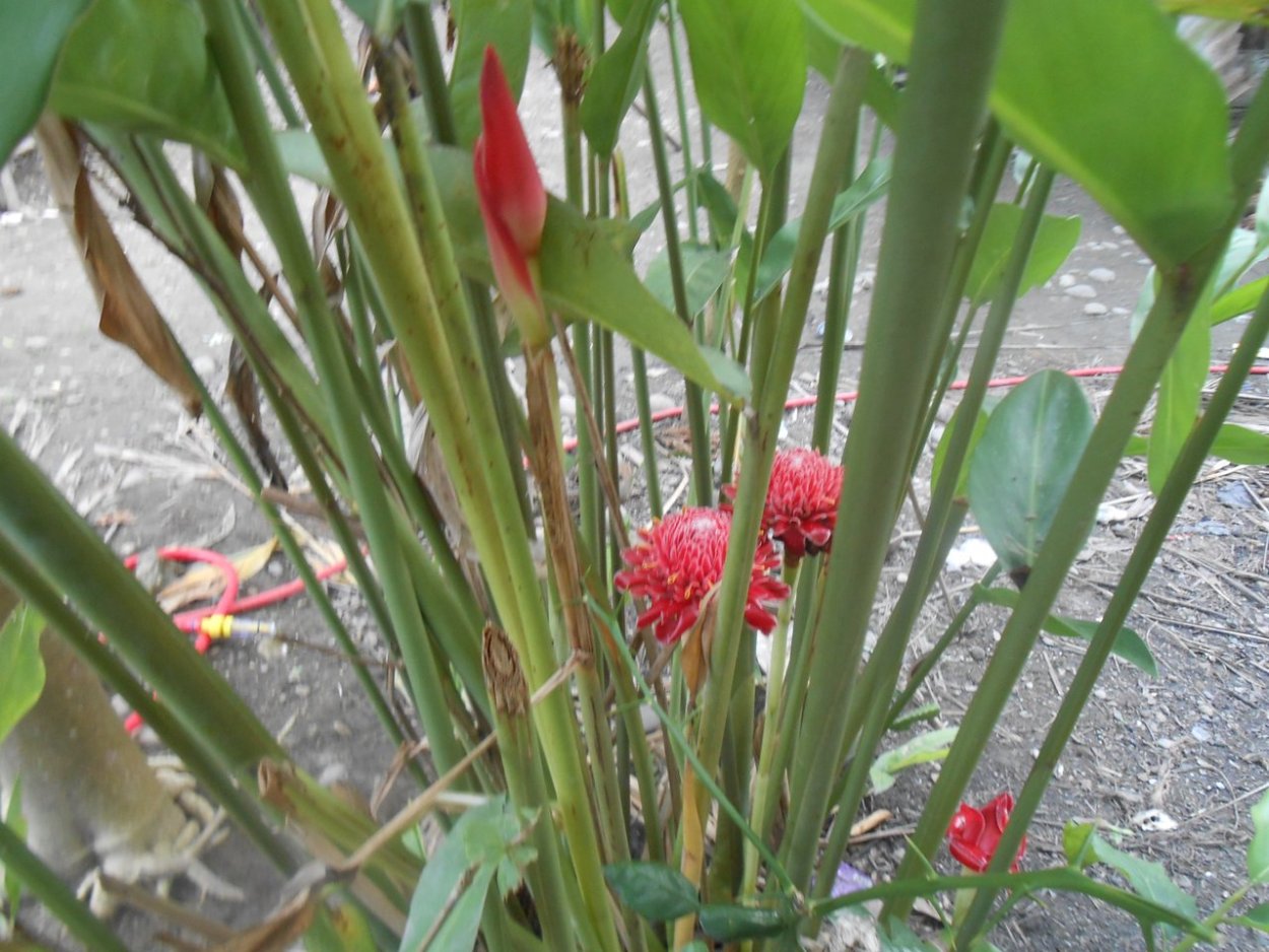 Бамбук садовый широколистный