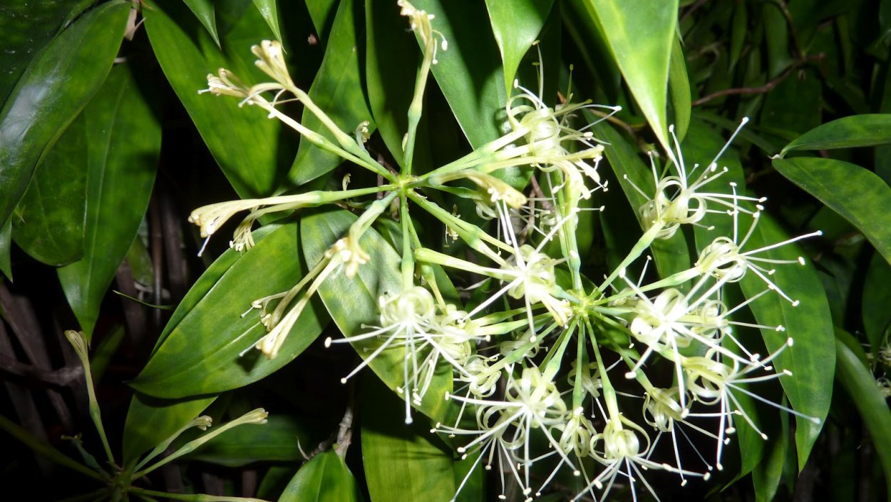 Цветение бамбука обыкновенного