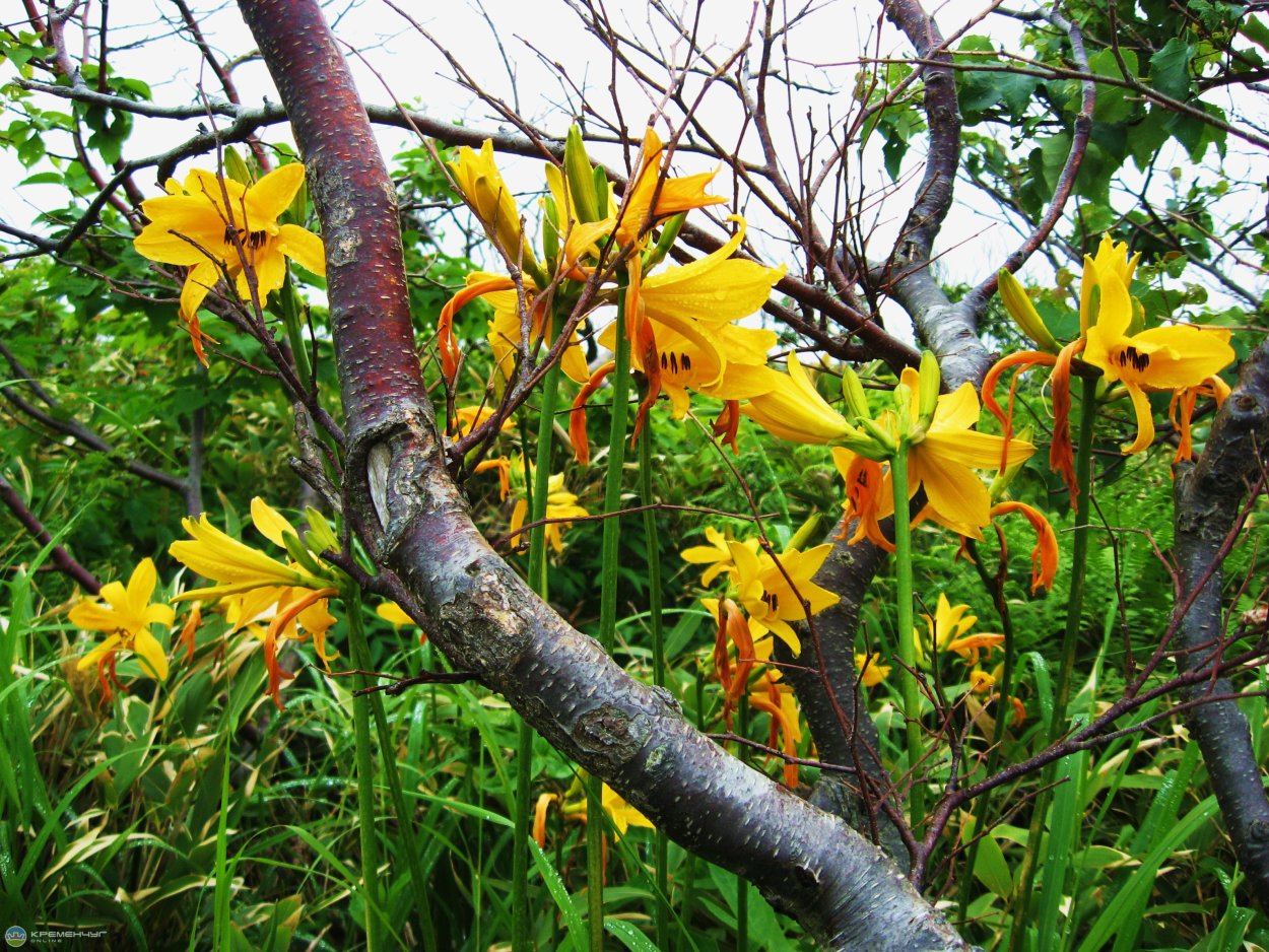 Бамбук дарахти