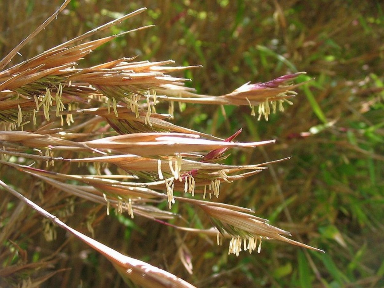 Цветение бамбука обыкновенного