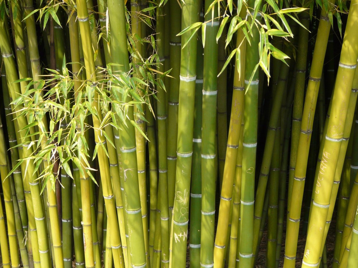 Бамбук Shimbatea Kumasasa