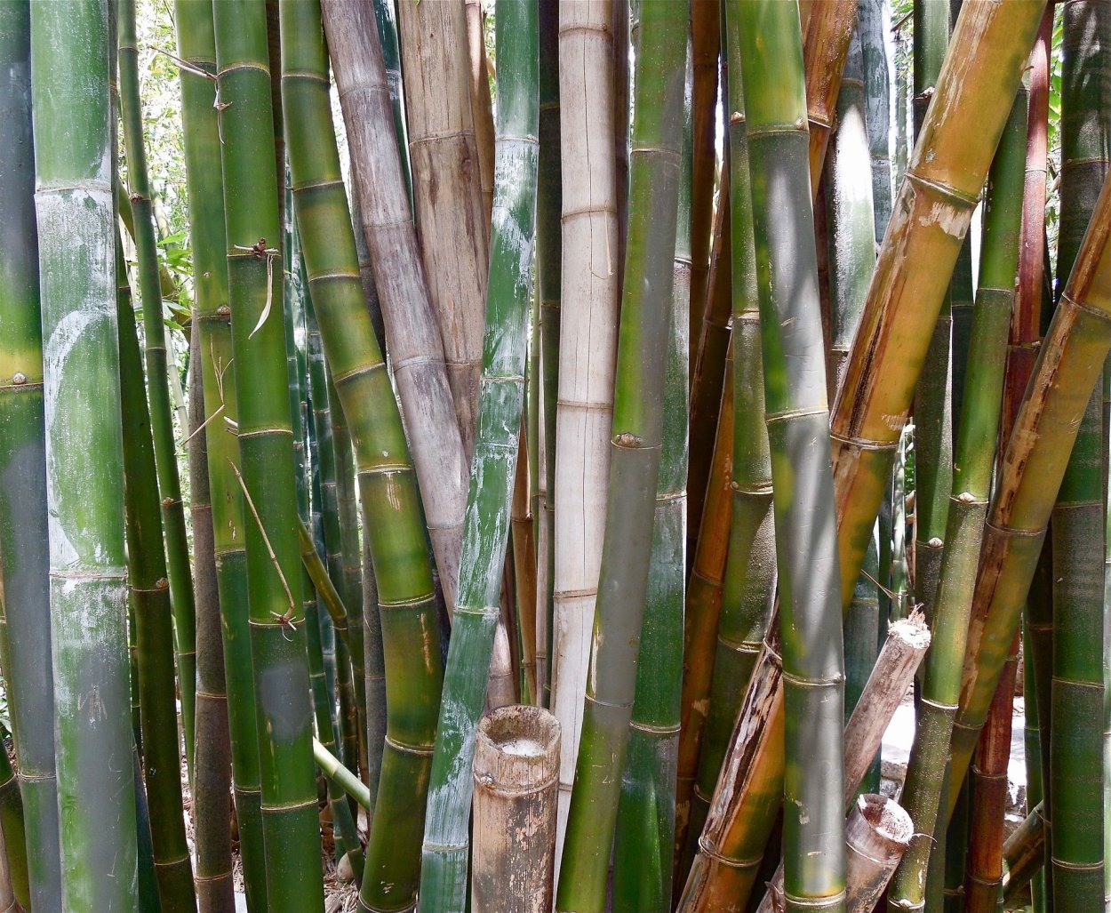 Плоды бамбука