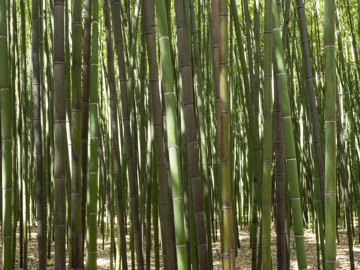 Бамбук Phyllostachys цветение