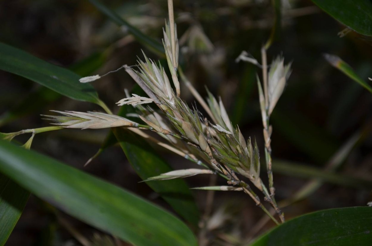 Цветение бамбука обыкновенного