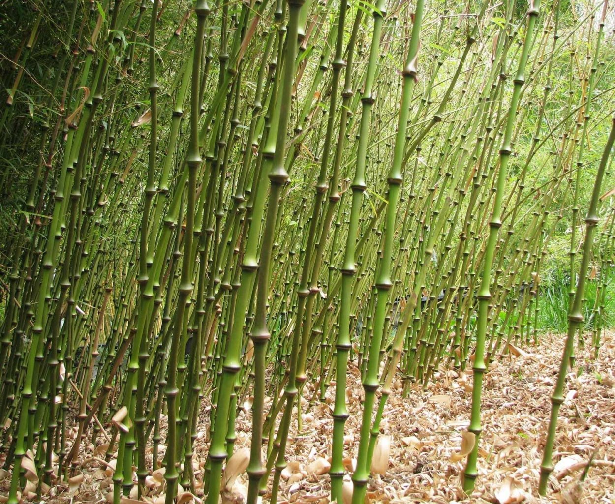 Бамбук цветет