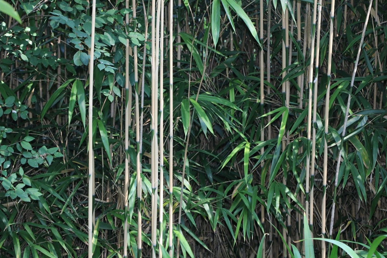 Бамбук Драцена Сандера