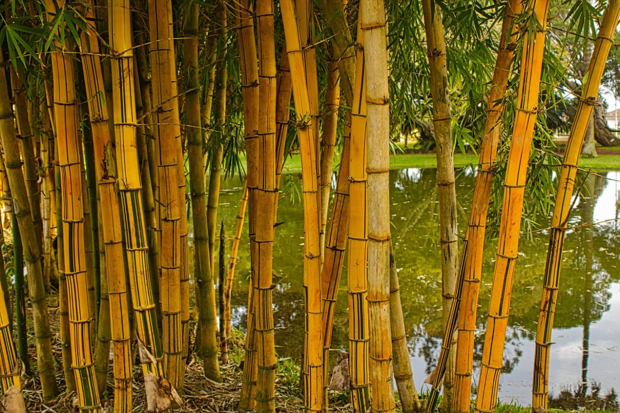 Бамбук мелколистный