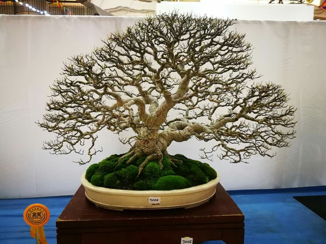 Дуб голубой бонсай