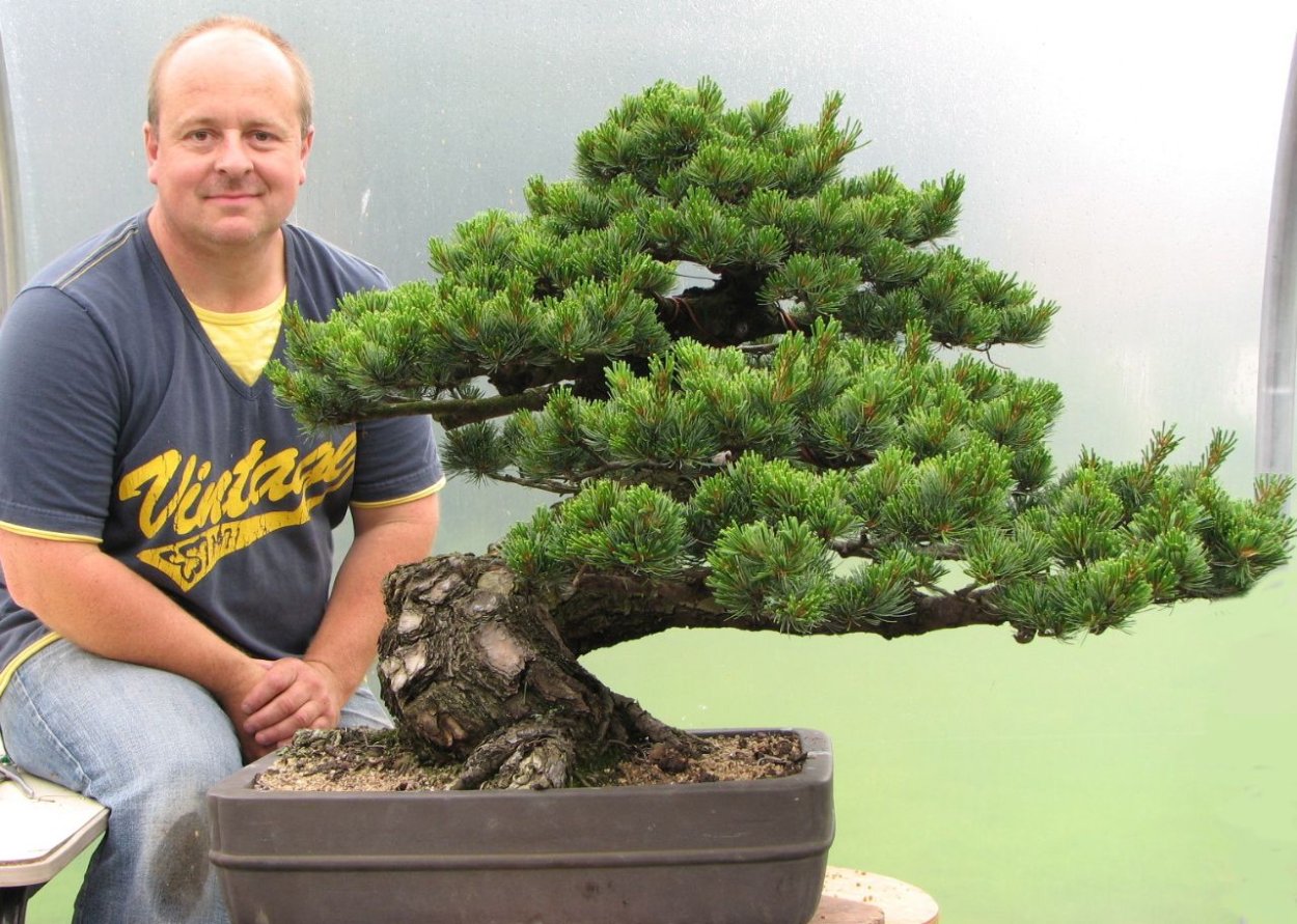 Декоративный дуб комнатный