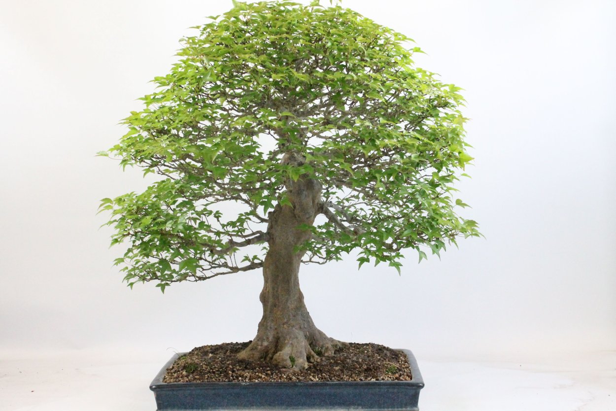 Кэнгай фикусы