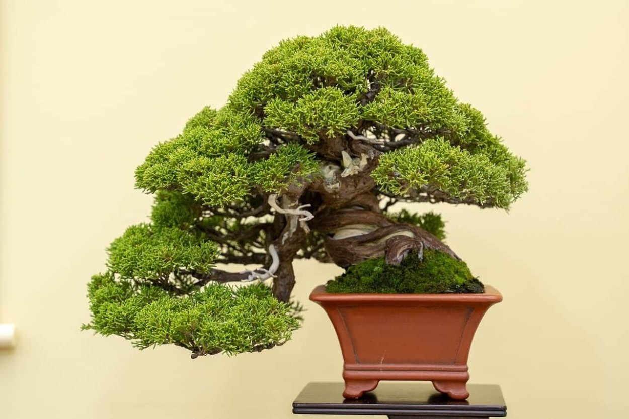 Бонсай карликовый дуб