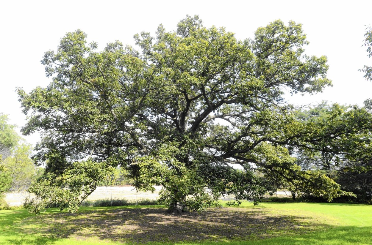 Быстрорастущий дуб