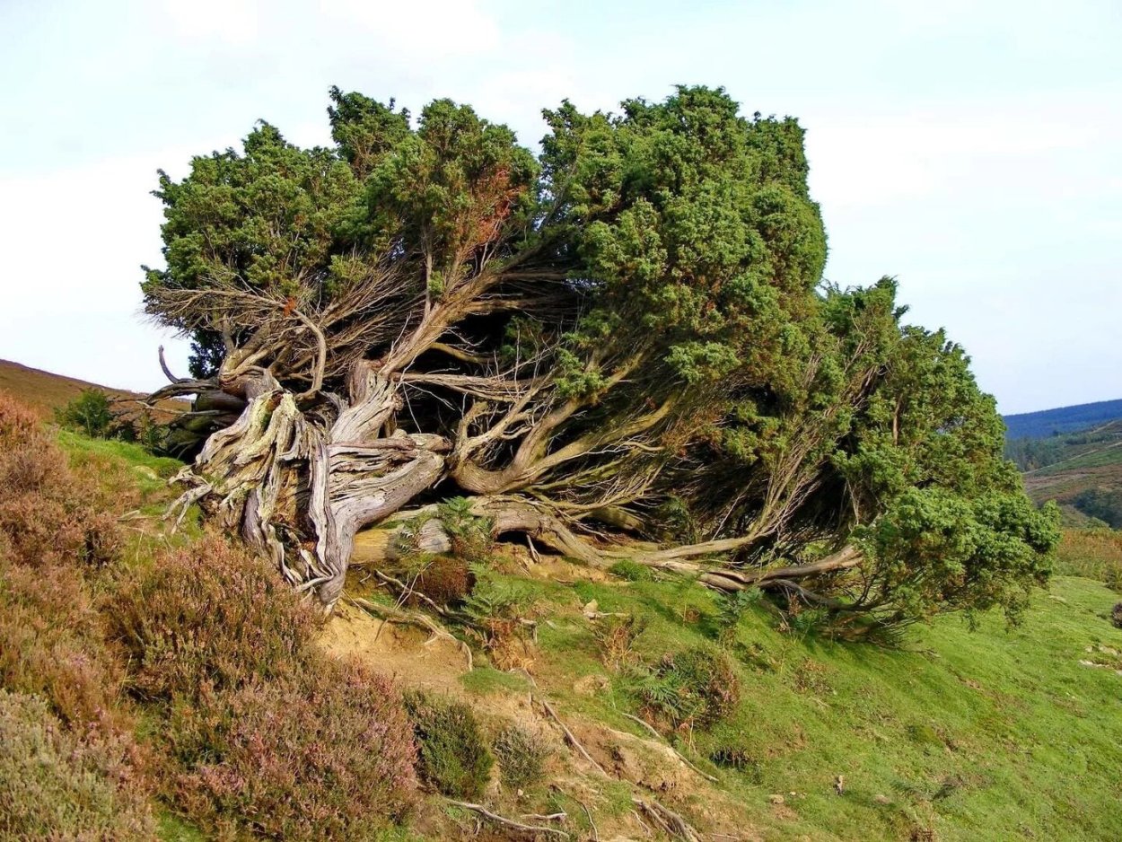 Можжевельник древовидный Крымский