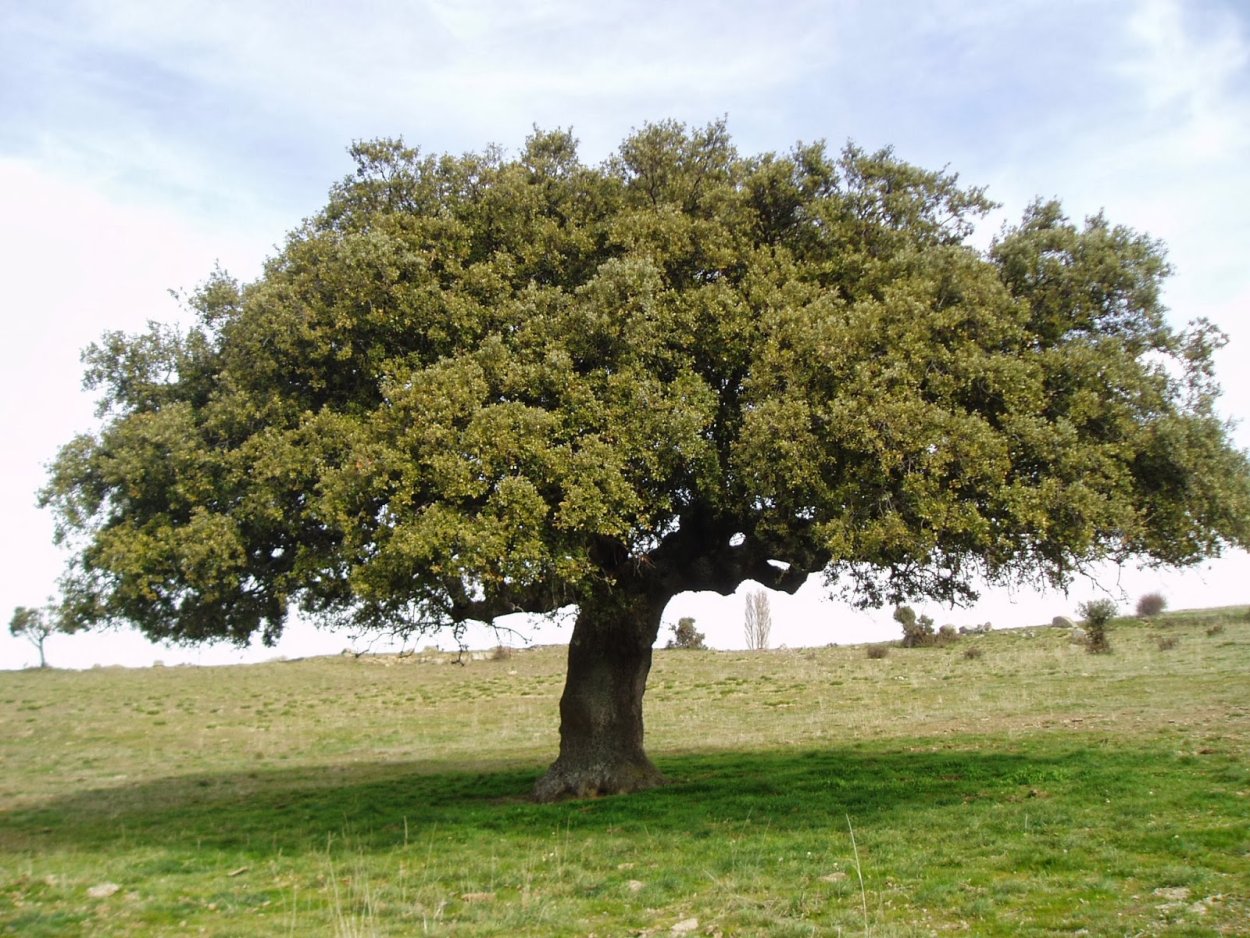 Дуб каменный Quercus Ilex