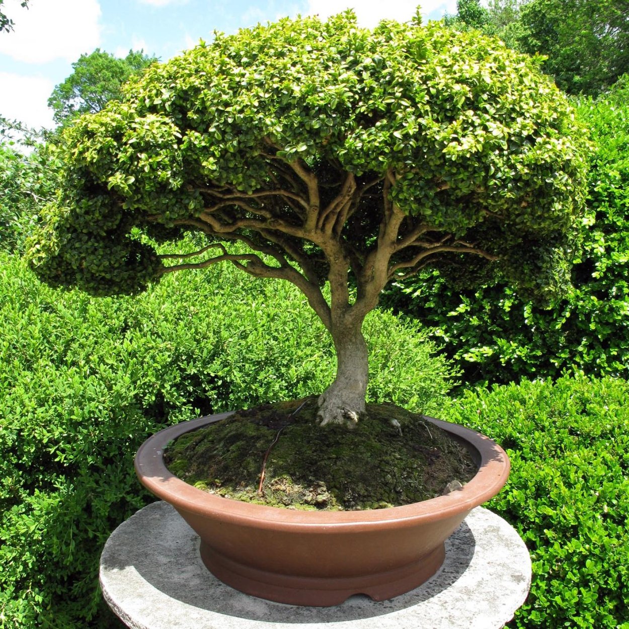 Ива бонсай в саду