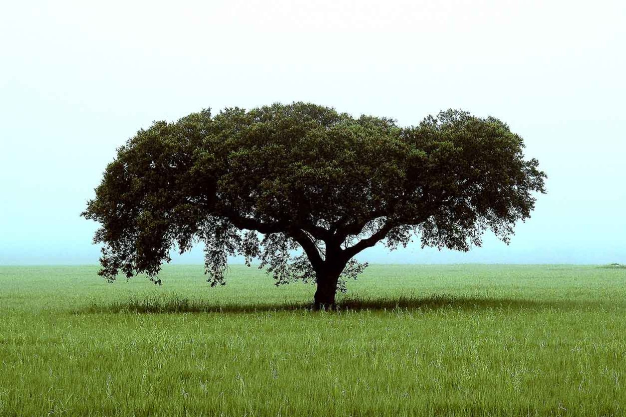 Дуб Марокко