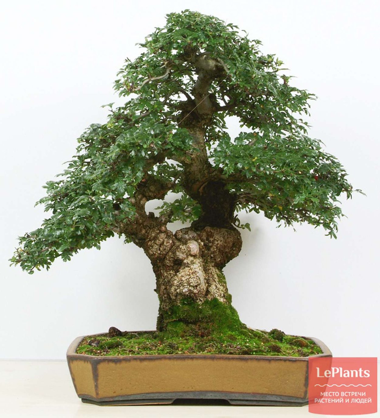 Бонсай карликовый дуб