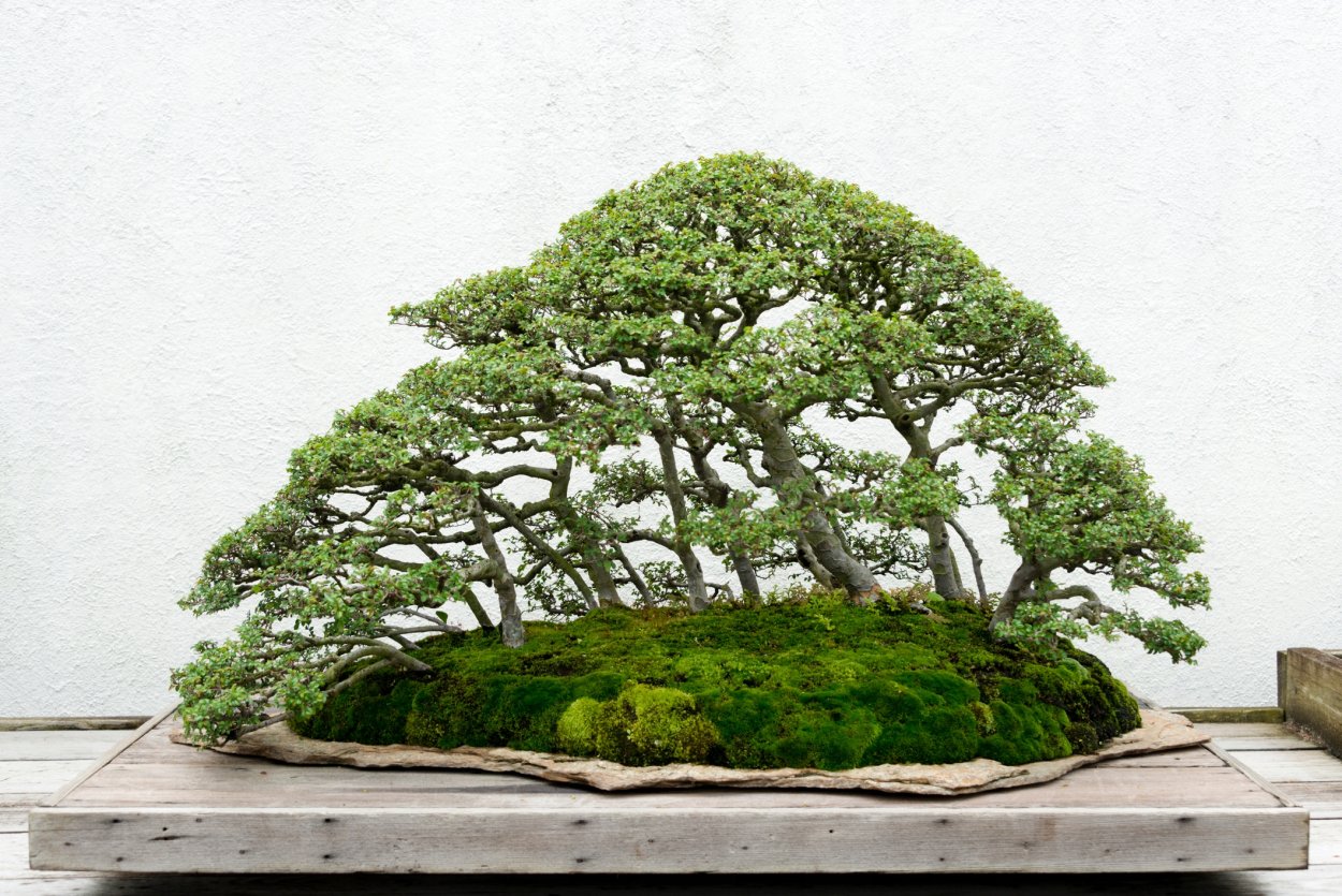 Бонсай Бондзю