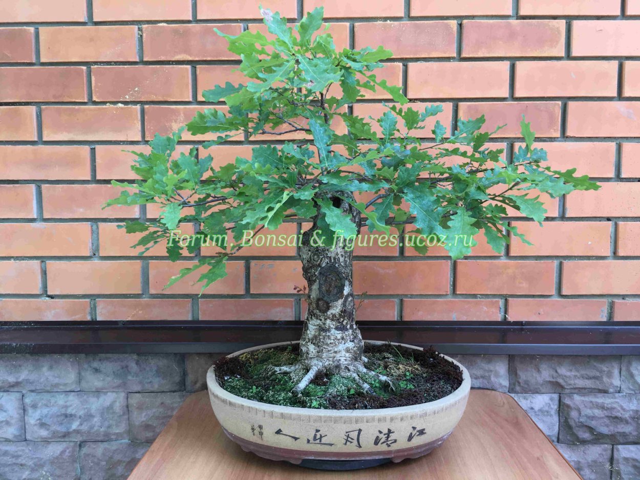 Дуб в горшке живой