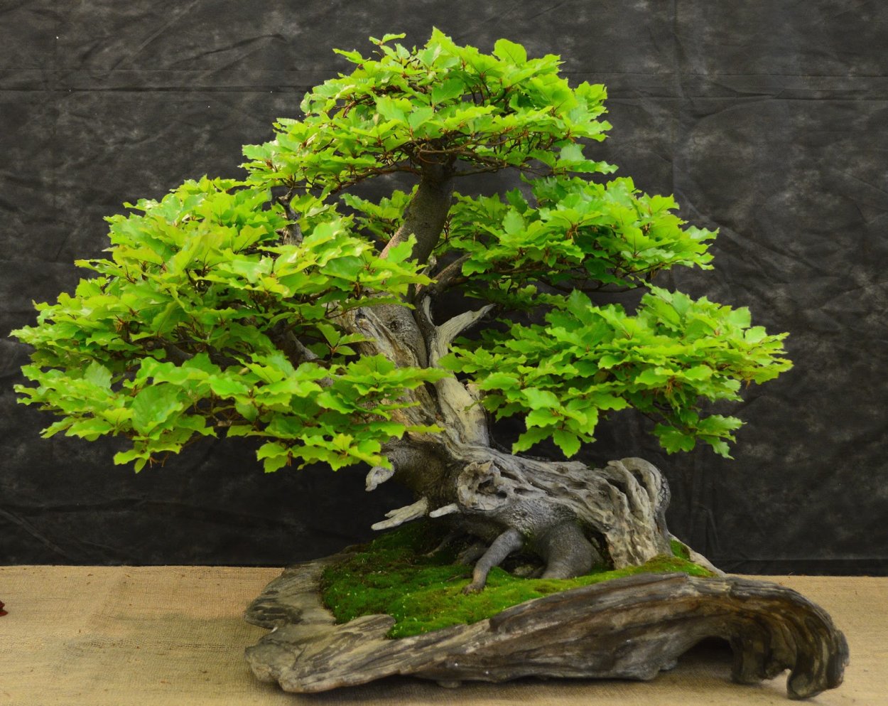 Fagus sylvatica бонсай