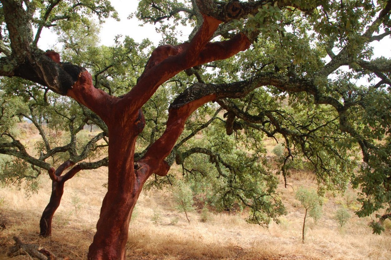 Пробковый дуб в Португалии