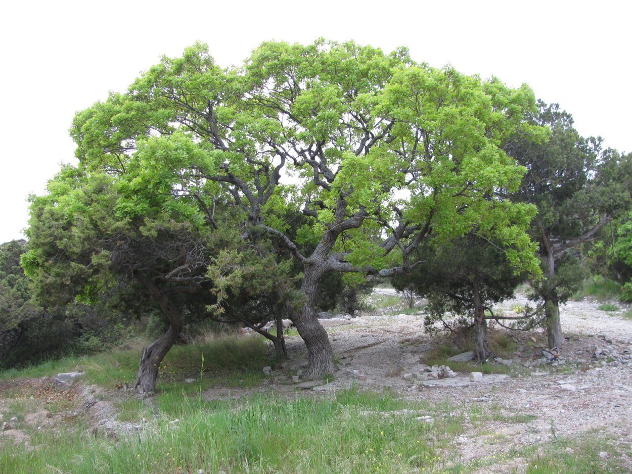 Карликовый дуб в Марокко