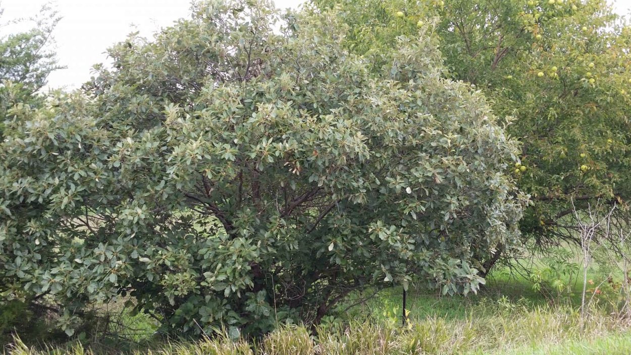 Дуб карликовый Quercus prinoides